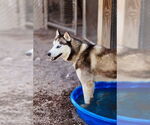 Small #2 Huskies  Mix