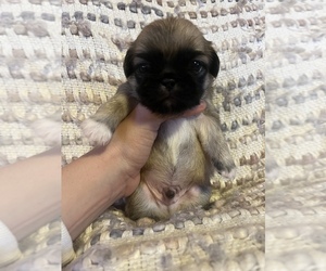 Pekingese Puppy for sale in MARSHALL, NC, USA