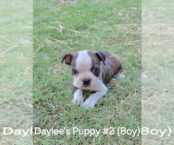 Medium Photo #3 Boston Terrier Puppy For Sale in CALDWELL, TX, USA