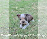 Small #2 Boston Terrier
