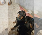 Small #10 Doberman Pinscher