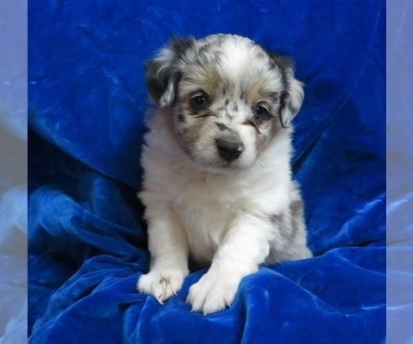 Medium Photo #1 Miniature Australian Shepherd Puppy For Sale in NORWOOD, MO, USA