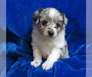 Miniature Australian Shepherd Puppy for sale in NORWOOD, MO, USA