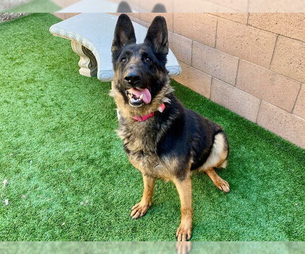 Medium Photo #2 German Shepherd Dog-Unknown Mix Puppy For Sale in Moreno Valley, CA, USA