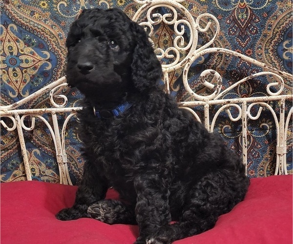 Medium Photo #4 Poodle (Standard) Puppy For Sale in WEBSTER, MN, USA