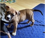 Puppy Ms Light Pink American Bully