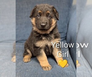 German Shepherd Dog Puppy for sale in BENSON, NC, USA