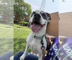 Small #3 American Pit Bull Terrier Mix