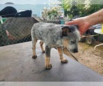 Small #1 Australian Cattle Dog