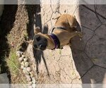 Small American Pit Bull Terrier-Rhodesian Ridgeback Mix