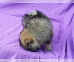 Small Photo #10 Pomeranian Puppy For Sale in WEST PALM BEACH, FL, USA