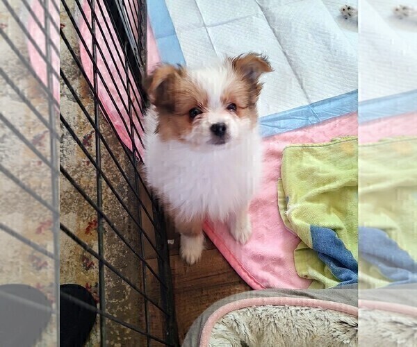 Medium Photo #16 Biewer Terrier-Pomeranian Mix Puppy For Sale in ESTILL SPRINGS, TN, USA