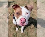 Small American Pit Bull Terrier