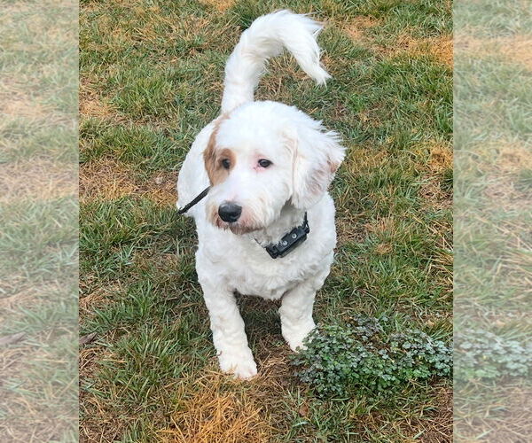 Medium Photo #2 Bassetoodle Puppy For Sale in Mobile, AL, USA