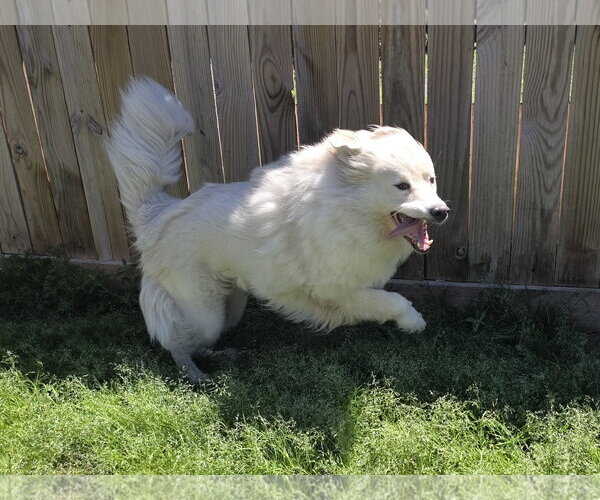 Medium Photo #4 Chow Chow-Great Pyrenees Mix Puppy For Sale in Houston, TX, USA
