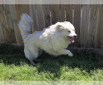 Small #3 Chow Chow-Great Pyrenees Mix