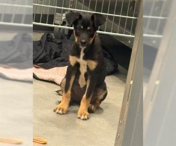 Medium Photo #1 German Shepherd Dog-Unknown Mix Puppy For Sale in San Martin, CA, USA