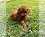 Puppy Lily Double Doodle