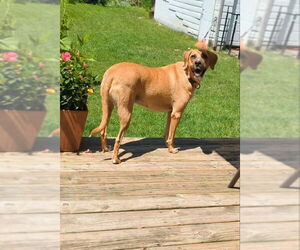 Boxer-Redbone Coonhound Mix Dogs for adoption in Wyoming, MI, USA