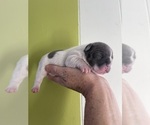 Small Photo #3 French Bulldog Puppy For Sale in ROCKVILLE, MD, USA