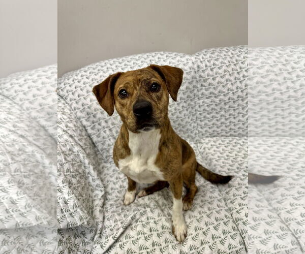 Medium Photo #1 American Bulldog-Plott Hound Mix Puppy For Sale in Rockaway, NJ, USA