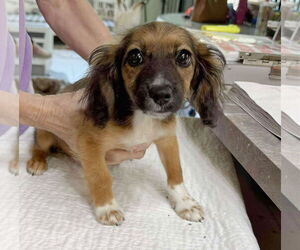 Dachshund-Unknown Mix Dogs for adoption in Benton, LA, USA