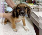 Small Dachshund Mix
