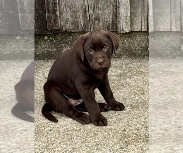 Medium Photo #4 Labrador Retriever Puppy For Sale in LISBON, CT, USA