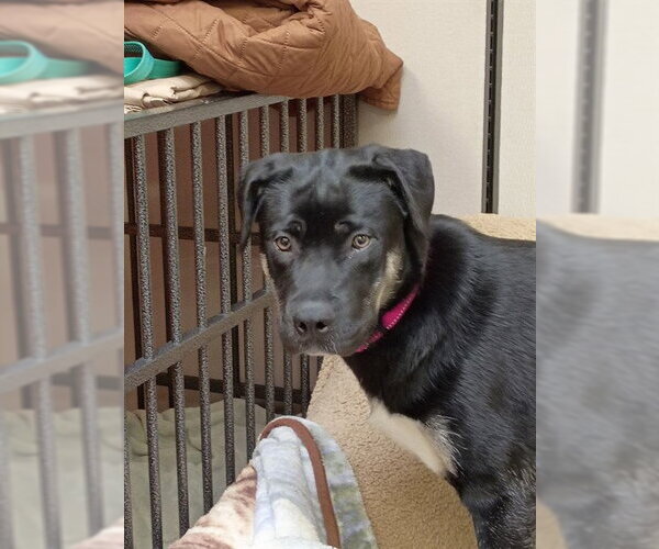 Medium Photo #1 Alaskan Malamute-Boxer Mix Puppy For Sale in Center Township, PA, USA