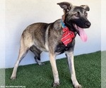 Small #8 German Shepherd Dog Mix