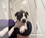 Small #2 Catahoula Leopard Dog-Mountain Cur Mix