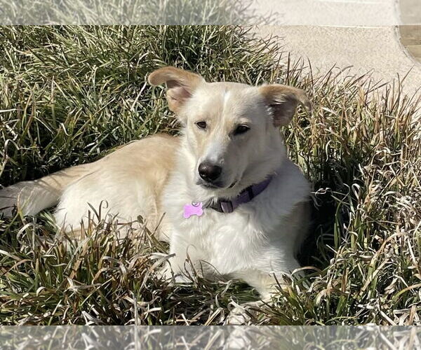 Medium Photo #3 Collie-Labrador Retriever Mix Puppy For Sale in Fort Worth, TX, USA