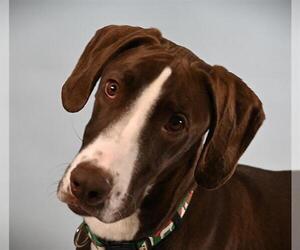 Great Dane-Unknown Mix Dogs for adoption in Fort Collins, CO, USA
