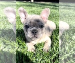 Small Photo #17 French Bulldog Puppy For Sale in PUEBLO, CO, USA