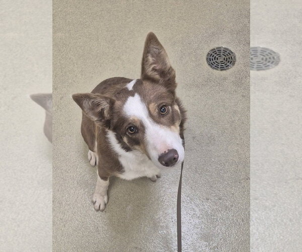 Medium Photo #1 Border Collie Puppy For Sale in Petaluma, CA, USA