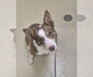 Border Collie Dogs for adoption in Petaluma, CA, USA