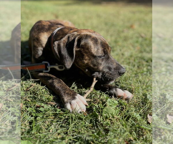 Medium Photo #3 American Pit Bull Terrier-Weimaraner Mix Puppy For Sale in Pottstown, PA, USA