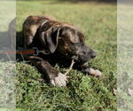 Small #2 American Pit Bull Terrier-Weimaraner Mix