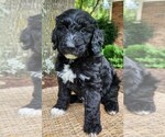 Small #6 Aussiedoodle