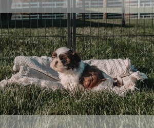 Shih Tzu Puppy for sale in TOPEKA, IN, USA