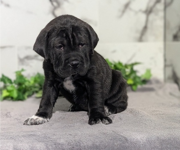 Medium Photo #46 Cocker-Pei Puppy For Sale in GOSHEN, IN, USA