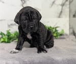 Small Photo #46 Cocker-Pei Puppy For Sale in GOSHEN, IN, USA