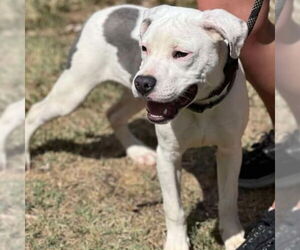 American Pit Bull Terrier-Unknown Mix Dogs for adoption in Martinsburg, WV, USA