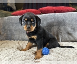 Rottweiler Puppy for sale in MOUNT VERNON, IL, USA