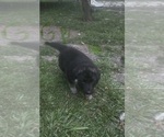 Puppy boy German Shepherd Dog