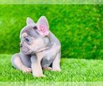 Small Photo #1 French Bulldog Puppy For Sale in CYPRESS, TX, USA