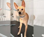 Small #3 Chihuahua Mix