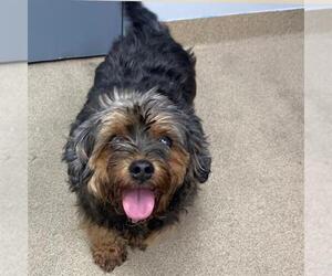 Poodle (Miniature)-Unknown Mix Dogs for adoption in Aurora, CO, USA