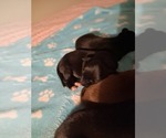 Image preview for Ad Listing. Nickname: Pies babies