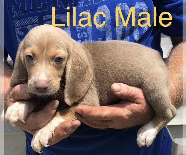 Medium Photo #4 Beagle Puppy For Sale in CLINTON, MO, USA